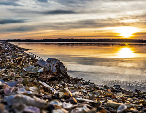 oysters along the bank of the may river in bluffton, south carolina