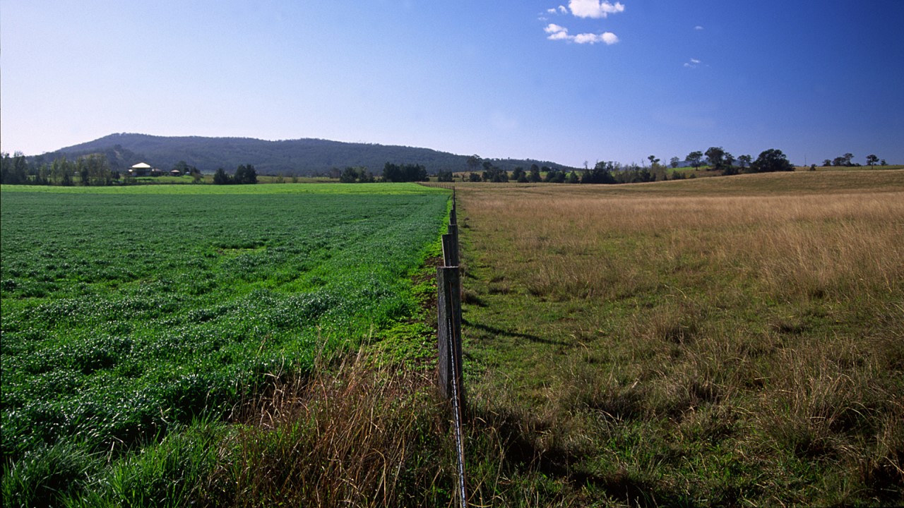 Photo of green grass and brown grass