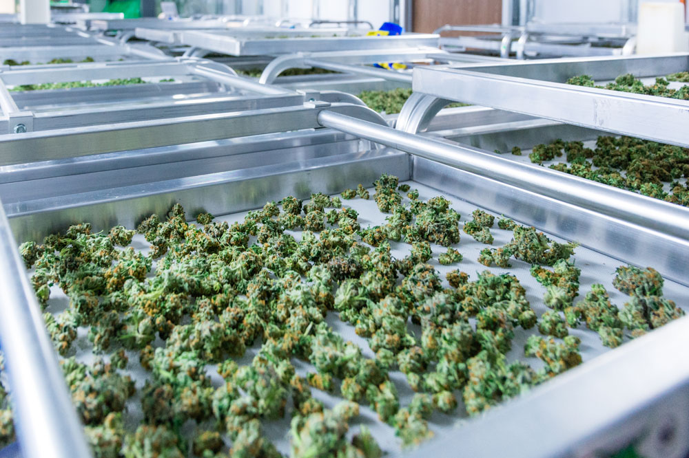 Cannabis bunches on tray