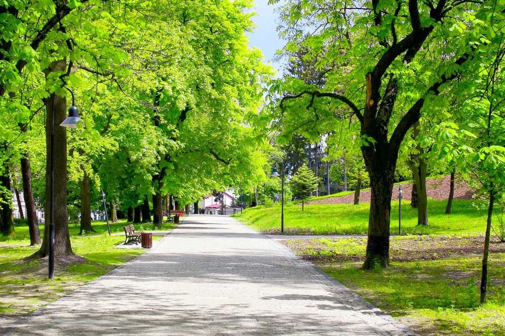 outdoor scene of a cobblestone pathway leading through park with green grass, trees with green leaves, park benches, lamps and either side