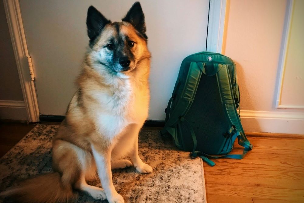 Planning for Pets During Emergencies