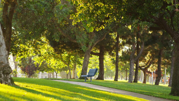 sunny park with a bench in the distance