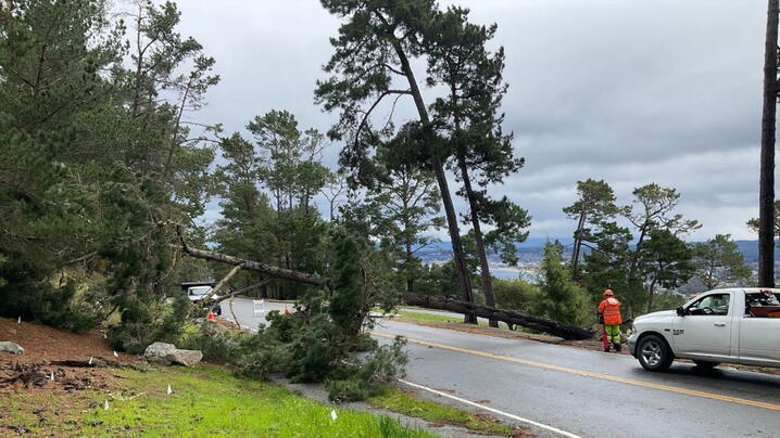 One of over 150 downed trees during the Pineapple Express rain event, which affected the community’s Monterey Pine forests more than other parts of the community.