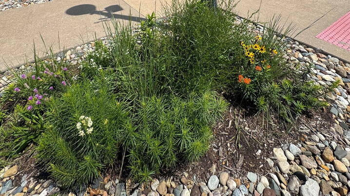 Plants outside city hall
