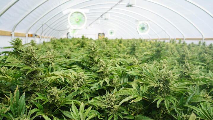  Large Indoor Marijuana Commercial Growing Operation With Fans, Greenhouse, Equipment For Growing High Quality Herb. Cannabis Field Growing For Legal Recreational Use in Washington State 