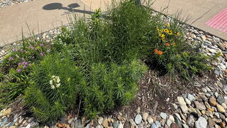 Plants outside city hall